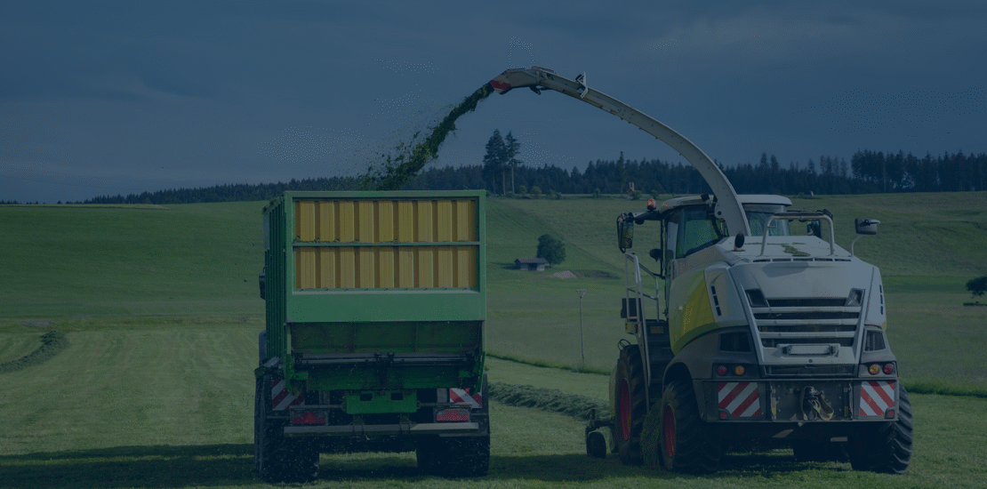 corn silage corn silage